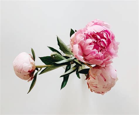 Peony Meaning and Colour Symbolism Guide | SweetLife & Co