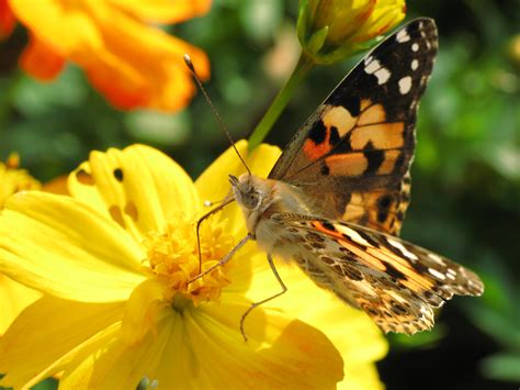 Free Images : nature, flower, petal, high, insect, bug, butterfly, yellow, flora, fauna ...