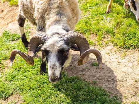 Premium Photo | Fluffy sheep with large twisted horns in carpathian ...