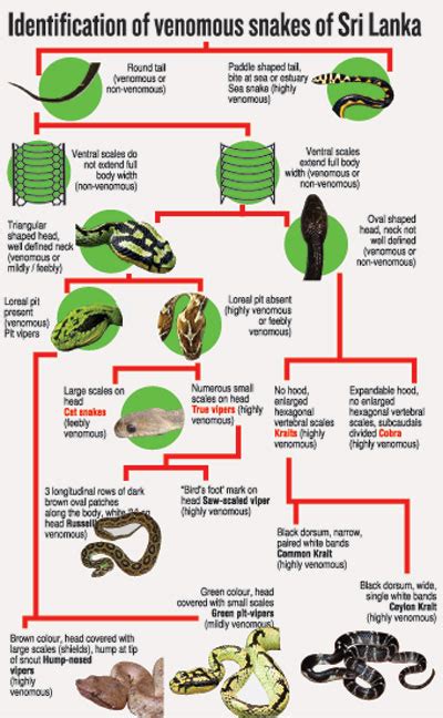 Snake Identification Guide 的图像结果