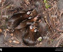 Image result for Torn Apart Rabbit Nest