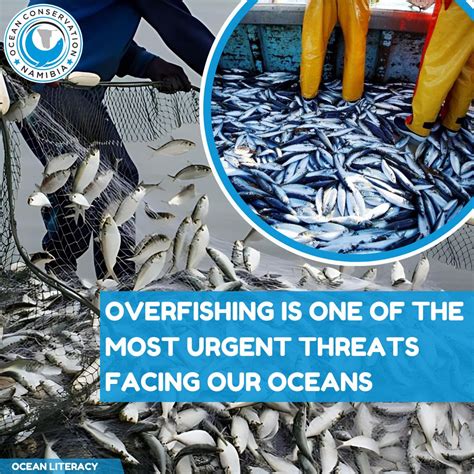 How overfishing affects marine ecosystems | Ocean Conservation Namibia posted on the topic ...