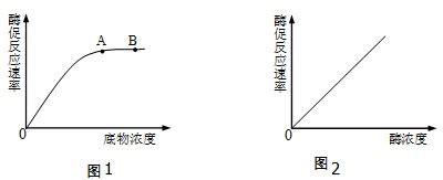 （1）图1是底物浓度对酶促反应速率的影响曲线，图2是底物足量条件下酶浓度对酶促反应速率的影响曲线，均_百度知道