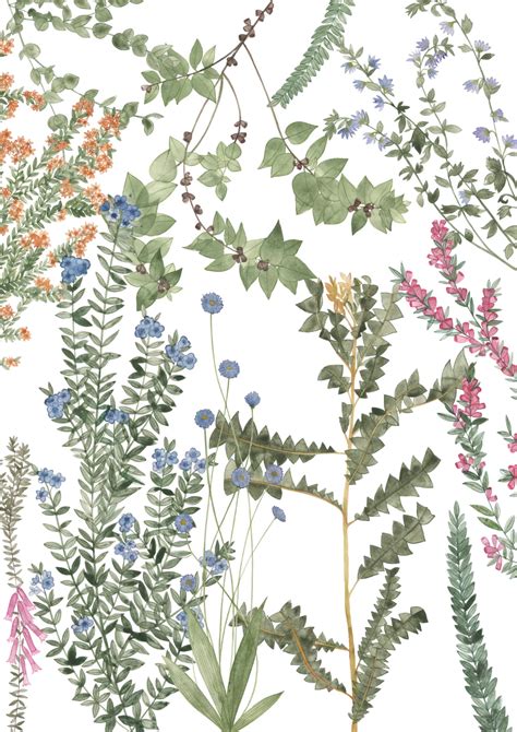 Unveiling the Beauty of Australian Wildflowers: Capture Their Essence through Drawing