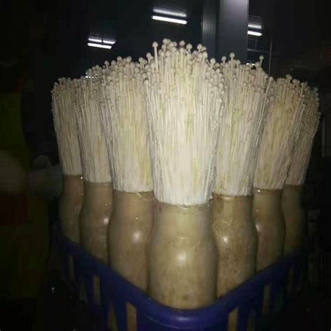 Enoki Mushroom Spawn (Flammulina velutipes) – BM MUSHROOM ONLINE STORE