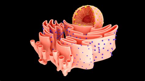 Nucleus With Endoplasmic Reticulum 3D Model - TurboSquid 2210577