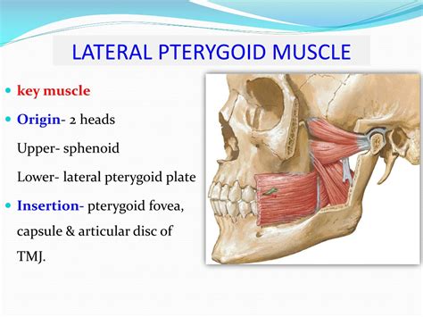 PPT - INFRATEMPORAL FOSSA Contents PowerPoint Presentation, free ...