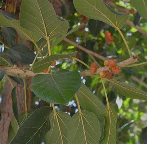 SMC Plants