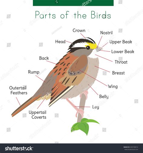 Parts Of A Bird Video at Stephanie Clunie blog