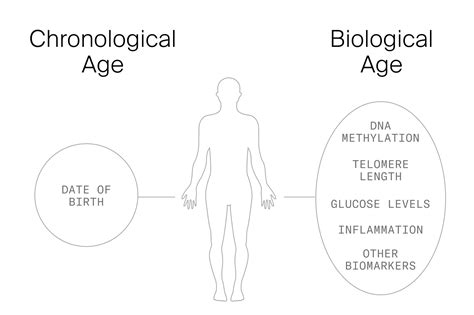 Biological Age vs. Chronological Age: Can You Reverse Aging? - Timeline
