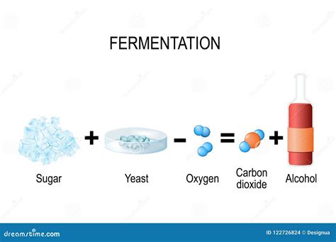 Yeast Fermentation Process Principle For Drinks And Food Outline Diagram Cartoon Vector ...