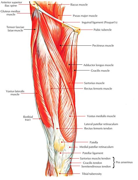Leg Muscles Anatomy – Earth's Lab