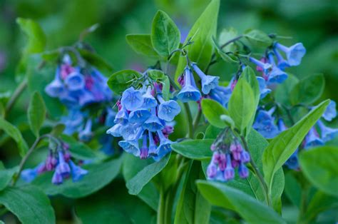 7 Blue Perennial Flowers - A-Z Animals