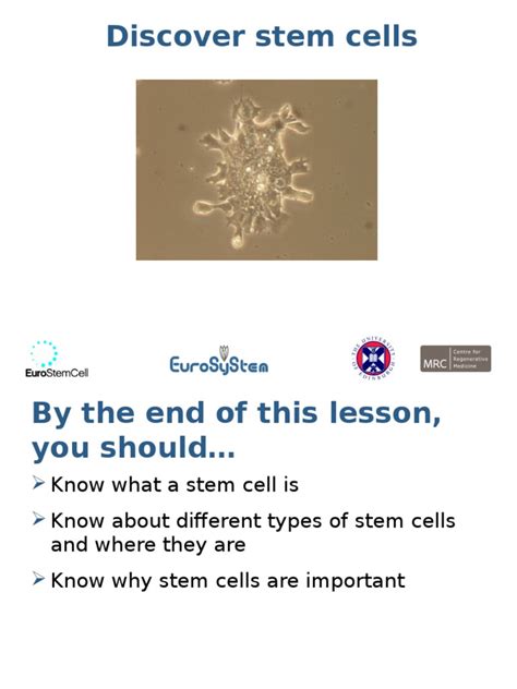 Stem Cells Free Science Lessons 的图像结果