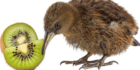 Kiwi Bird Slice Cut And Glue Game For Kids. Cute Cartoon Kiwi Bird.