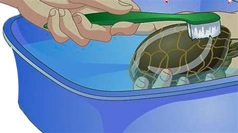 Image result for Cleaning Turtle Shell