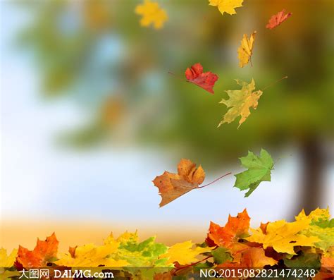 秋天在纷纷落下的树叶摄影高清图片_大图网图片素材