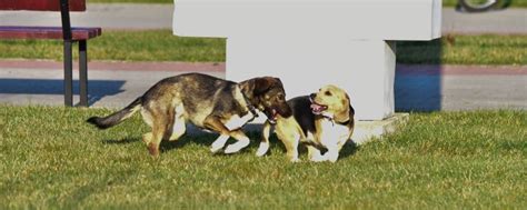 Information About Dogs 的图像结果