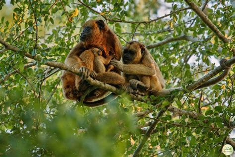 Jambughoda Wildlife Sanctuary - Tickets, Location & Tips