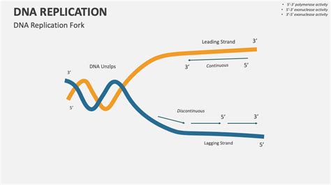 DNA Replication Forks Animation 的图像结果