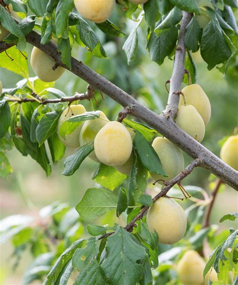 Plum Tree Types 的图像结果