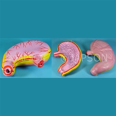 Human Stomach – japson.com