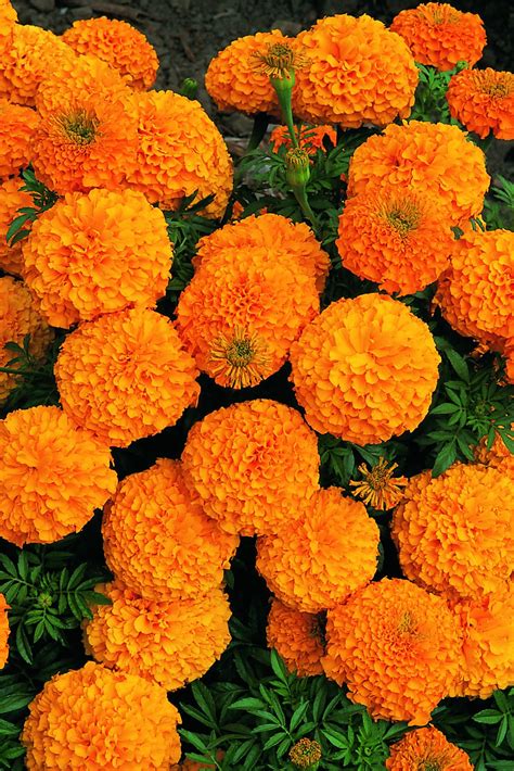 Inca Series F1 Orange | Marigold Seeds | Kings Seeds | Marigold flower ...