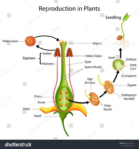 Reproduction In Plants Diagram Diagram Of A Plant Reproductive System - reproduction of plant diagram