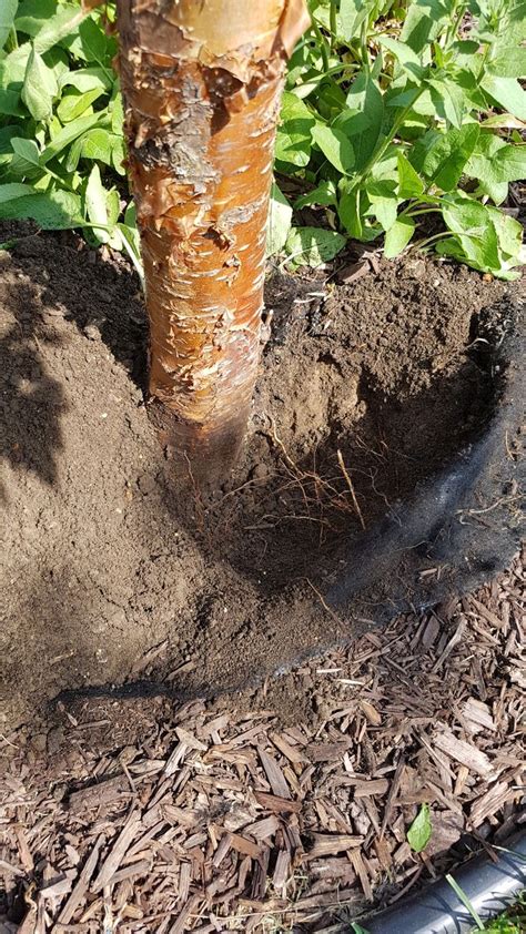 Image result for Proper Tree-Planting