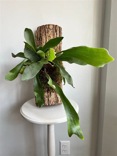 Mounted Staghorn Fern Plant - How to Mount a Staghorn Fern