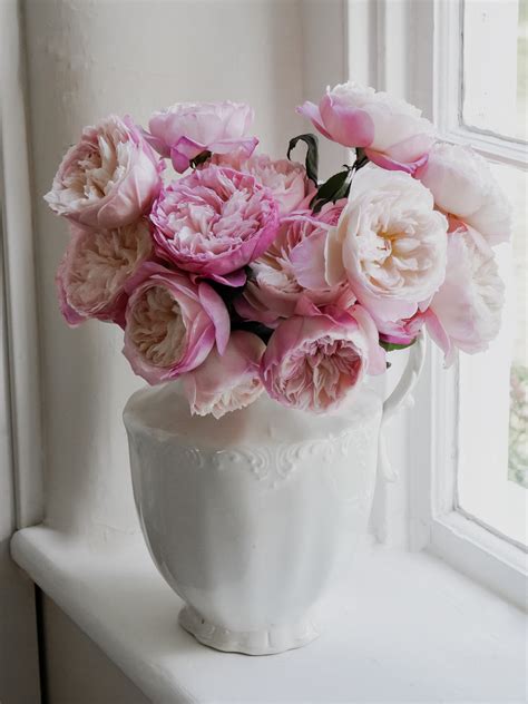 David Austin English Garden Roses - Constance in Light Pink | Hope ...