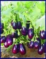 Divya seeds Hybrid Brinjal Chu Chu Seeds - Pack of 2 : Amazon.in ...