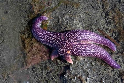 Do Starfish Have Eyes? (Explained) - Bubbly Diver