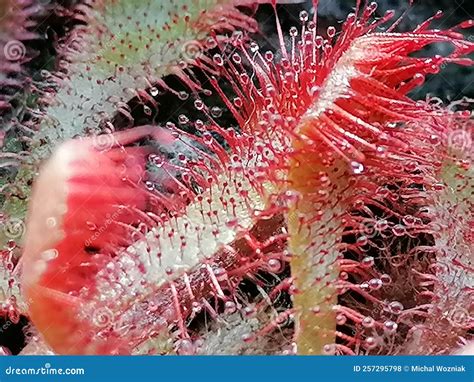Drosera Communis, Sundew - Carnivorous Plant Stock Photo - Image of ...
