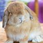 Image result for Holland Lop Eared Rabbits