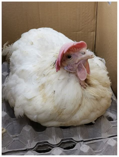 Ochratoxin A and Aflatoxin B1 Detection in Laying Hens for Omega 3-Enriched Eggs Production