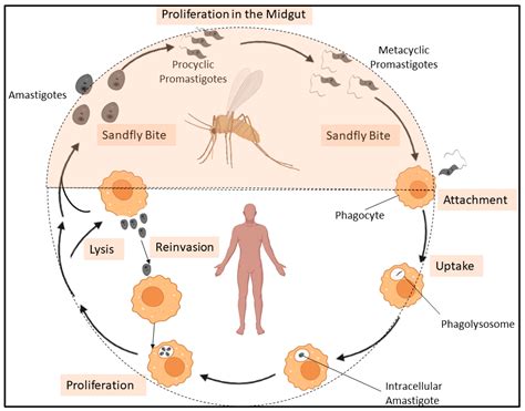 Leishmania Life Cycle