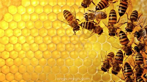 孕妇梦见蜜蜂是什么意思预兆 - 原版周公解梦大全