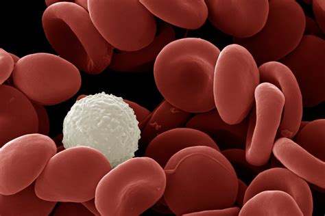 How Testosterone Changes the Immune System in Trans Men - ScienceX ...