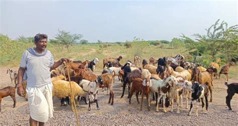 Rajasthan: How Thar’s Nomadic Herders Are Adapting to Changing Climate ...