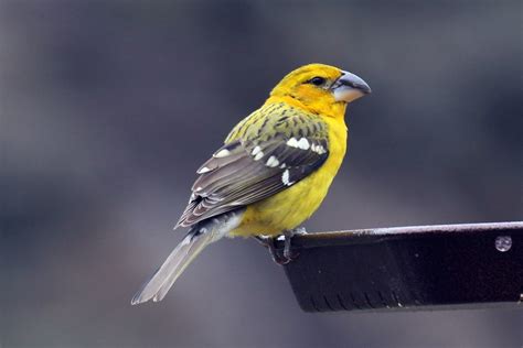 Antshrike's Bird Blog: Yellow Grosbeak at Concan, 2/19/19