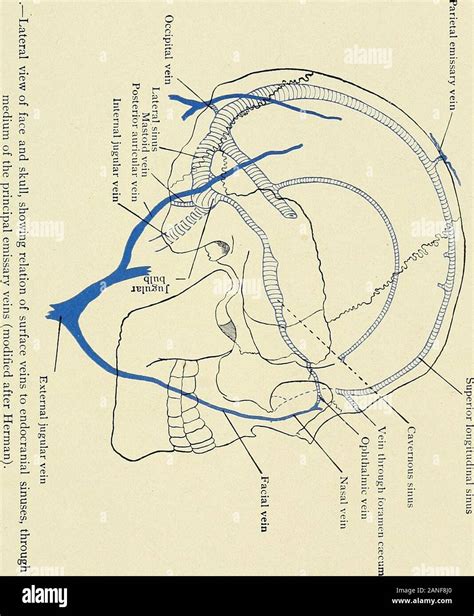Vertex (anatomy) hi-res stock photography and images - Alamy