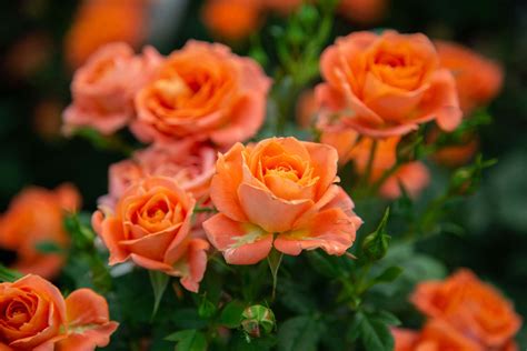 Miniature Rose | Petitti Garden Centers