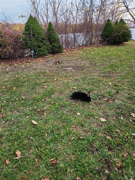 Rabbit Rescue is coming to get the bunny. They feel very positive about ...