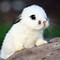 Image result for Cute Bunny Babies Small White