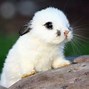 Image result for Sure of a Baby Bunny