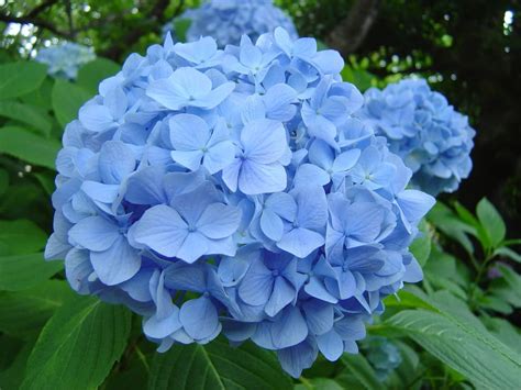 How To: Change the Color of your Hydrangeas In Pennsylvania