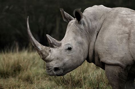 Northern White Rhinoceros