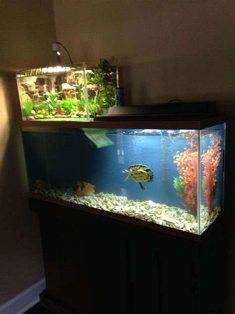 Turtle Penthouse | Aquatic turtle habitat, Turtle habitat, Turtle tank