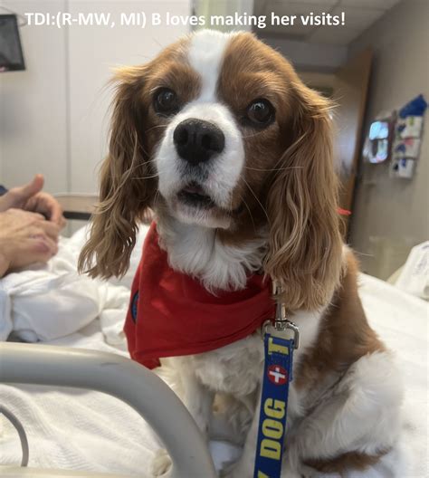 Therapy Dogs International